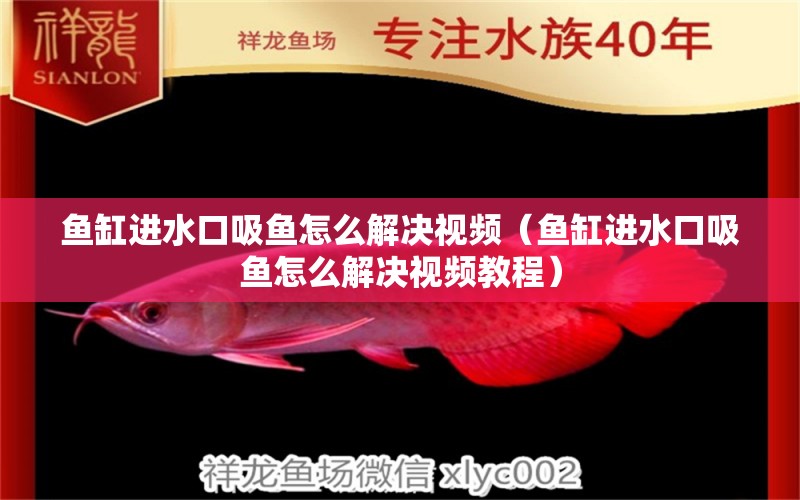 魚缸進水口吸魚怎么解決視頻（魚缸進水口吸魚怎么解決視頻教程）