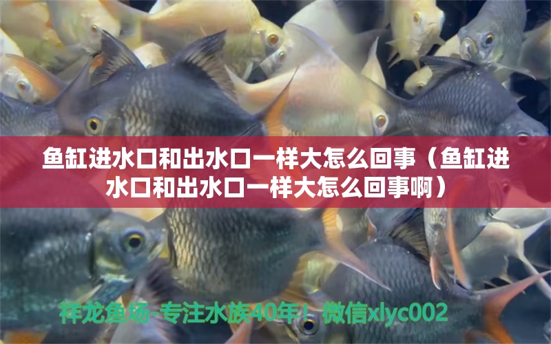 魚(yú)缸進(jìn)水口和出水口一樣大怎么回事（魚(yú)缸進(jìn)水口和出水口一樣大怎么回事?。? title=