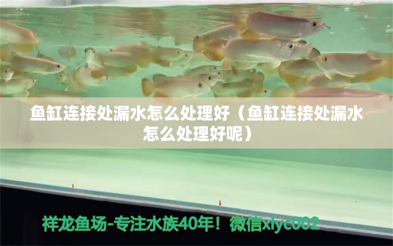 魚(yú)缸連接處漏水怎么處理好（魚(yú)缸連接處漏水怎么處理好呢） 玫瑰銀版魚(yú)