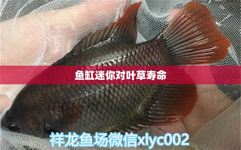 魚缸迷你對(duì)葉草壽命