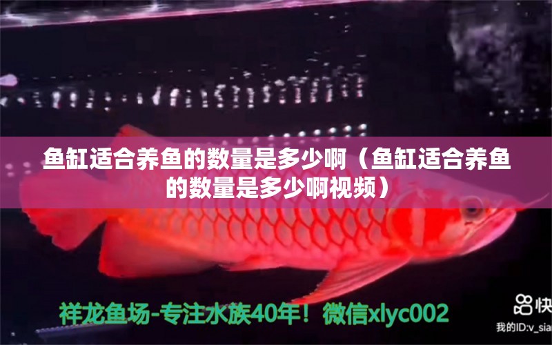 魚(yú)缸適合養(yǎng)魚(yú)的數(shù)量是多少啊（魚(yú)缸適合養(yǎng)魚(yú)的數(shù)量是多少啊視頻） 祥龍水族醫(yī)院