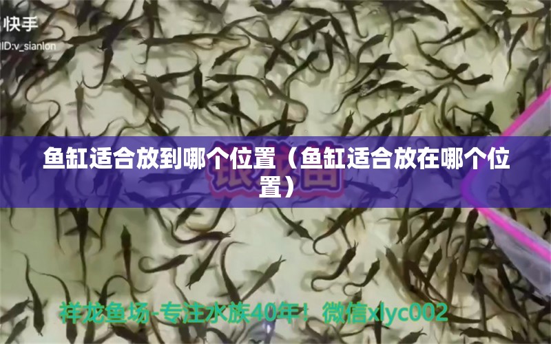 魚缸適合放到哪個(gè)位置（魚缸適合放在哪個(gè)位置）