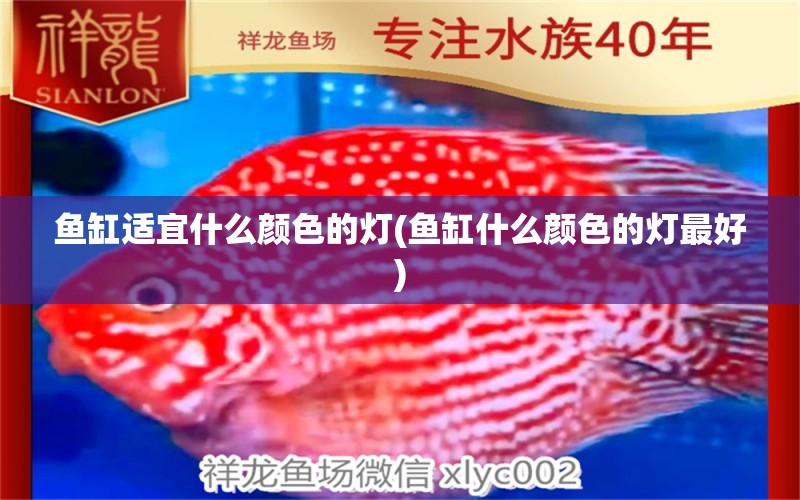 魚缸適宜什么顏色的燈(魚缸什么顏色的燈最好)