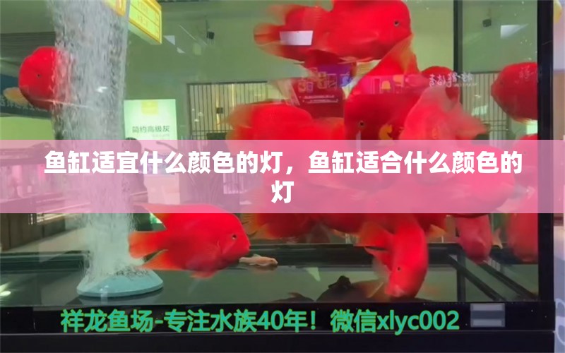 魚缸適宜什么顏色的燈，魚缸適合什么顏色的燈