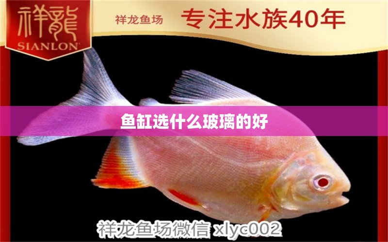 魚缸選什么玻璃的好 祥龍魚場(chǎng)