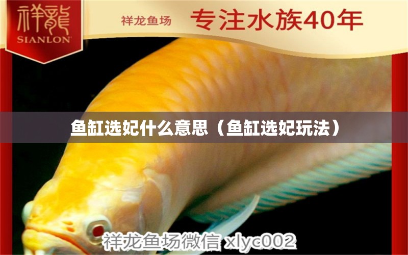 魚缸選妃什么意思（魚缸選妃玩法） 其他品牌魚缸 第1張