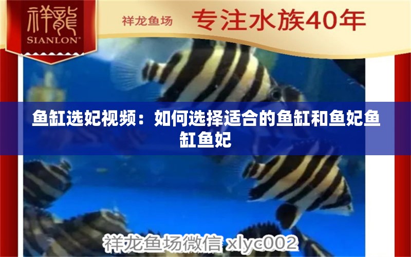 魚缸選妃視頻：如何選擇適合的魚缸和魚妃魚缸魚妃 一眉道人魚