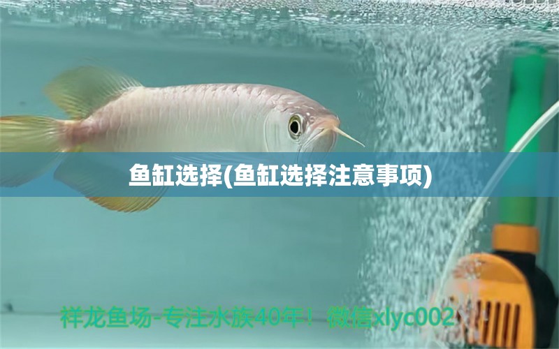 魚缸選擇(魚缸選擇注意事項) 埃及神仙魚 第1張