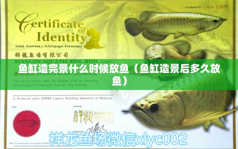 魚缸造完景什么時候放魚（魚缸造景后多久放魚）