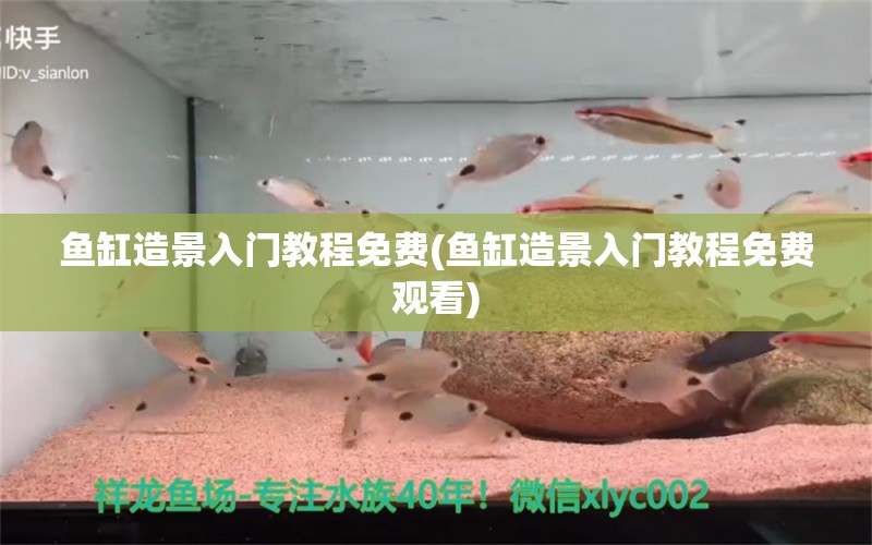 魚缸造景入門教程免費(fèi)(魚缸造景入門教程免費(fèi)觀看) 白子球鯊魚