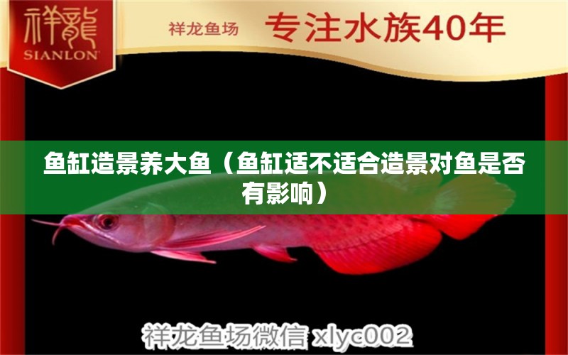 魚缸造景養(yǎng)大魚（魚缸適不適合造景對魚是否有影響） 龍鳳鯉魚