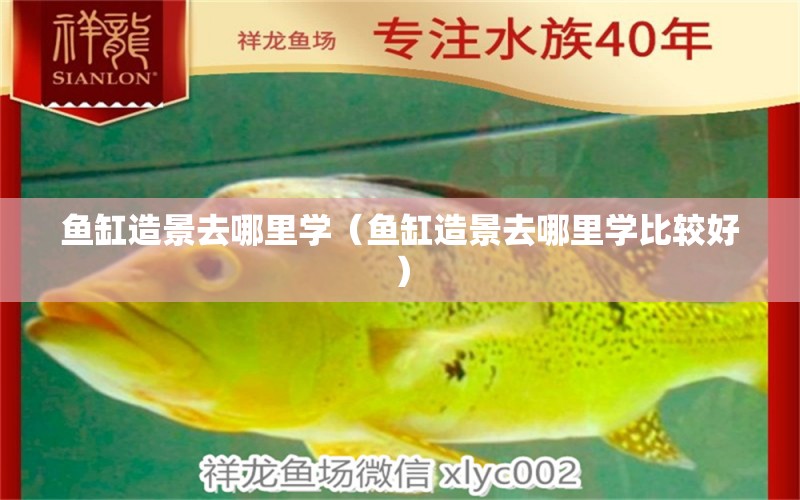 魚缸造景去哪里學（魚缸造景去哪里學比較好） 祥龍水族醫(yī)院