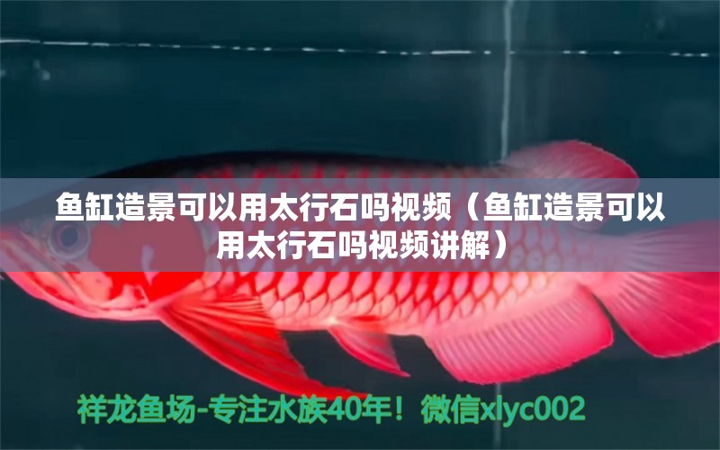 魚缸造景可以用太行石嗎視頻（魚缸造景可以用太行石嗎視頻講解） 黑帝王魟魚