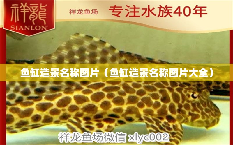 魚缸造景名稱圖片（魚缸造景名稱圖片大全） 祥龍水族醫(yī)院