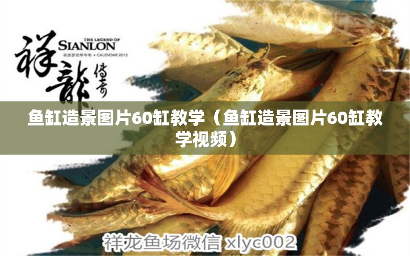 魚(yú)缸造景圖片60缸教學(xué)（魚(yú)缸造景圖片60缸教學(xué)視頻） 鸚鵡魚(yú)