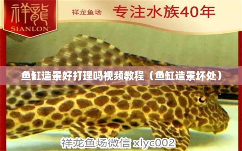 魚缸造景好打理嗎視頻教程（魚缸造景壞處） 養(yǎng)魚的好處