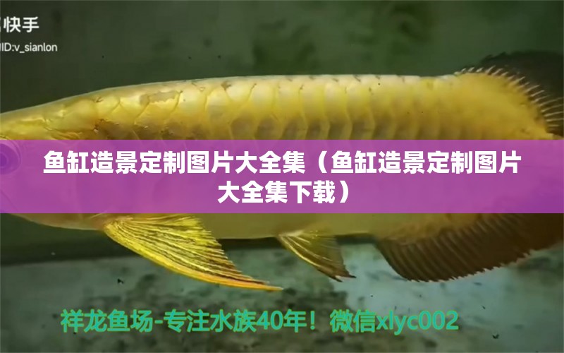 魚缸造景定制圖片大全集（魚缸造景定制圖片大全集下載） 申古銀版魚