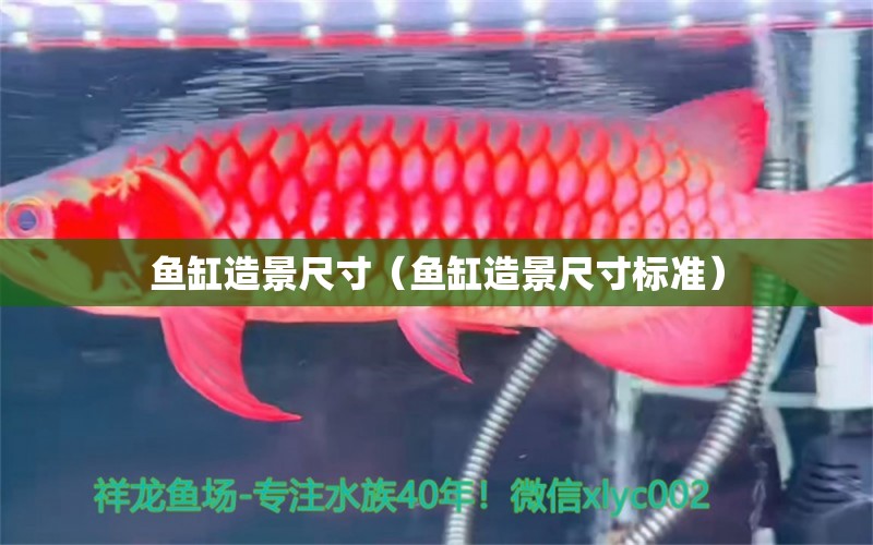 魚缸造景尺寸（魚缸造景尺寸標準）