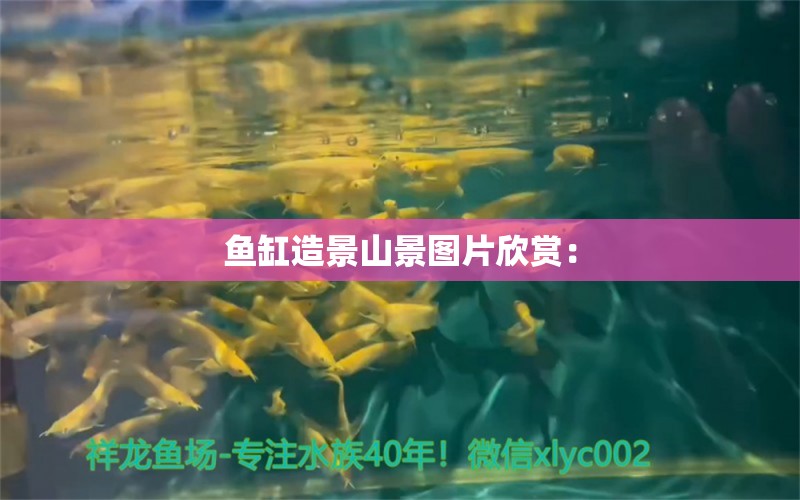 魚缸造景山景圖片欣賞： 觀賞魚