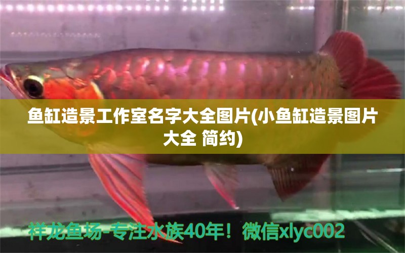 魚(yú)缸造景工作室名字大全圖片(小魚(yú)缸造景圖片大全 簡(jiǎn)約) 藍(lán)底過(guò)背金龍魚(yú)