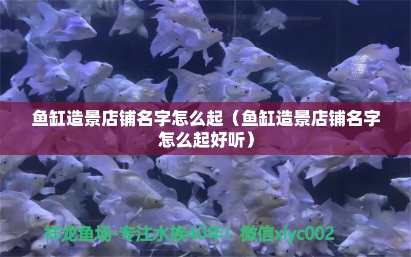 魚缸造景店鋪名字怎么起（魚缸造景店鋪名字怎么起好聽） 觀賞魚市場（混養(yǎng)魚）