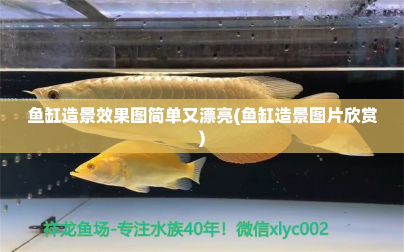 魚缸造景效果圖簡單又漂亮(魚缸造景圖片欣賞)