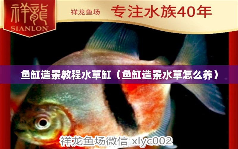 魚缸造景教程水草缸（魚缸造景水草怎么養(yǎng)） 水草