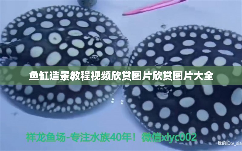 魚(yú)缸造景教程視頻欣賞圖片欣賞圖片大全 錦鯉池魚(yú)池建設(shè)