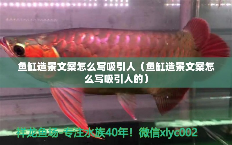 魚缸造景文案怎么寫吸引人（魚缸造景文案怎么寫吸引人的）