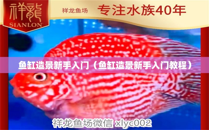 魚(yú)缸造景新手入門（魚(yú)缸造景新手入門教程）