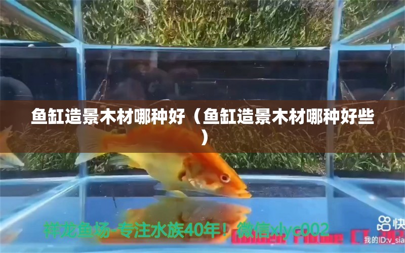 魚缸造景木材哪種好（魚缸造景木材哪種好些） 羽毛刀魚苗