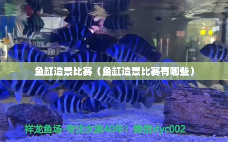 魚缸造景比賽（魚缸造景比賽有哪些）