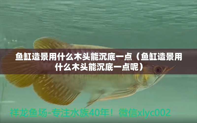 魚缸造景用什么木頭能沉底一點(diǎn)（魚缸造景用什么木頭能沉底一點(diǎn)呢）