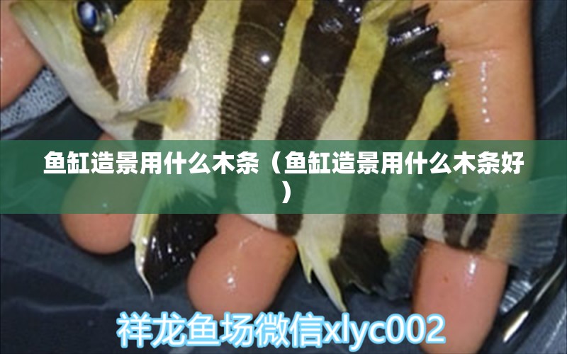 魚缸造景用什么木條（魚缸造景用什么木條好）