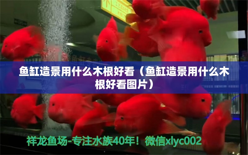 魚(yú)缸造景用什么木根好看（魚(yú)缸造景用什么木根好看圖片）