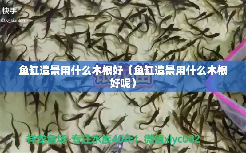 魚(yú)缸造景用什么木根好（魚(yú)缸造景用什么木根好呢）