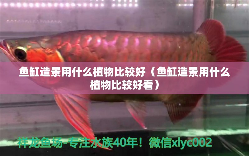 魚缸造景用什么植物比較好（魚缸造景用什么植物比較好看）