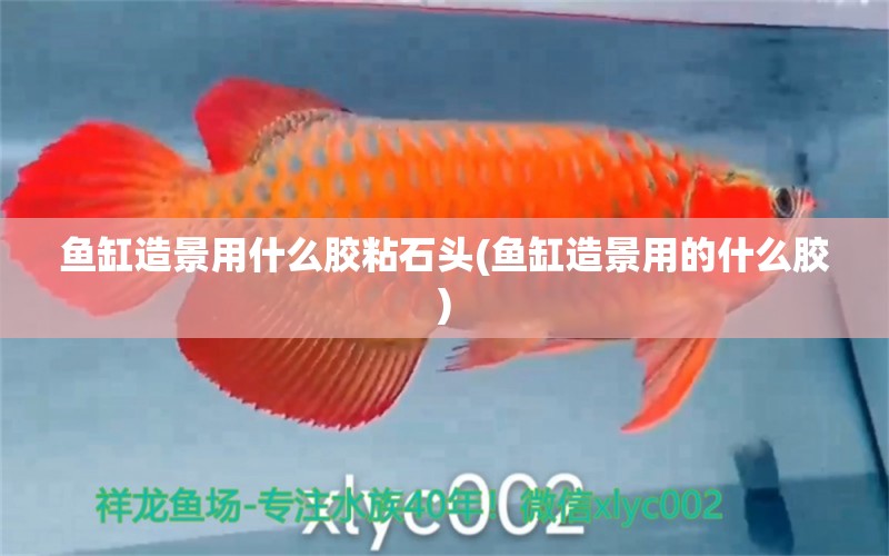 魚缸造景用什么膠粘石頭(魚缸造景用的什么膠) 魚缸百科