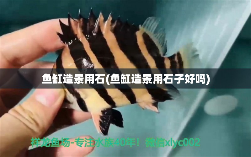 魚缸造景用石(魚缸造景用石子好嗎) 其它水族用具設(shè)備