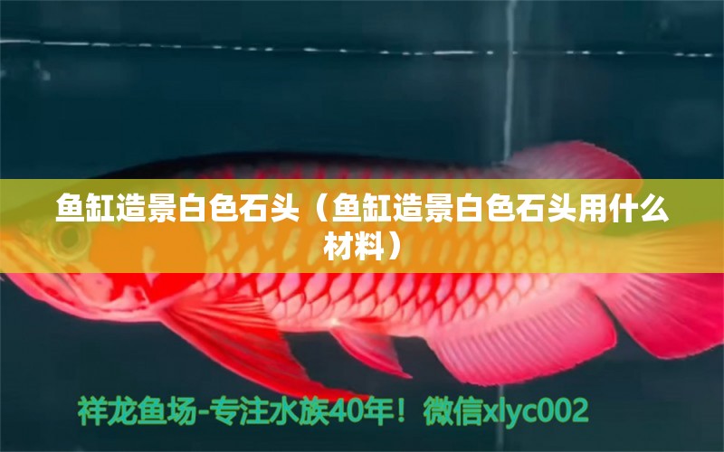 魚缸造景白色石頭（魚缸造景白色石頭用什么材料） 白子銀龍苗（黃化銀龍苗）