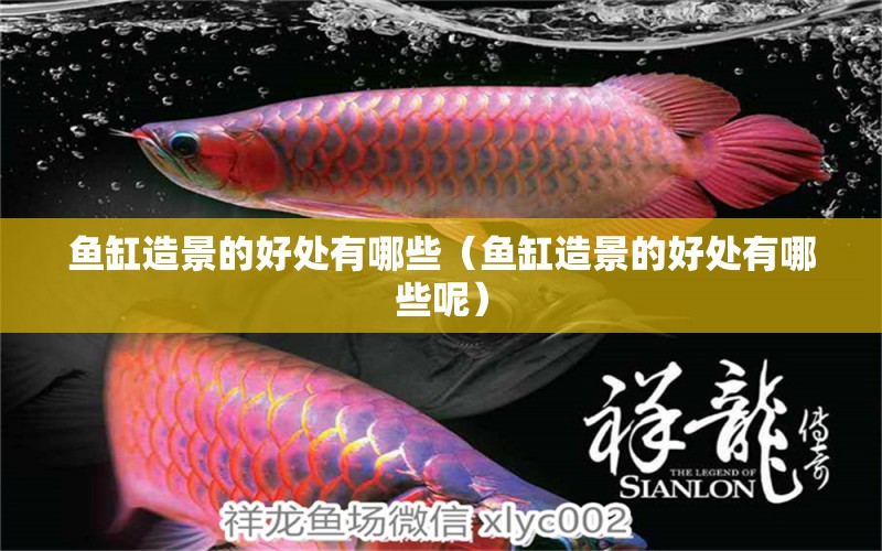 魚缸造景的好處有哪些（魚缸造景的好處有哪些呢） 祥龍水族醫(yī)院