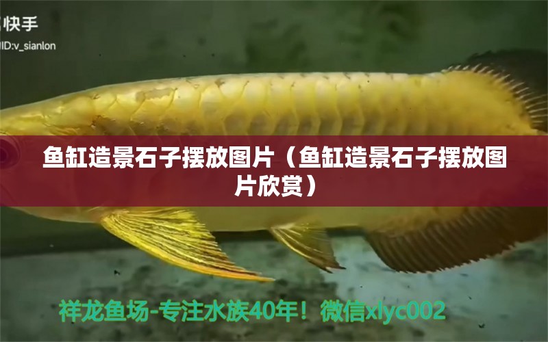 魚缸造景石子擺放圖片（魚缸造景石子擺放圖片欣賞） 月光鴨嘴魚