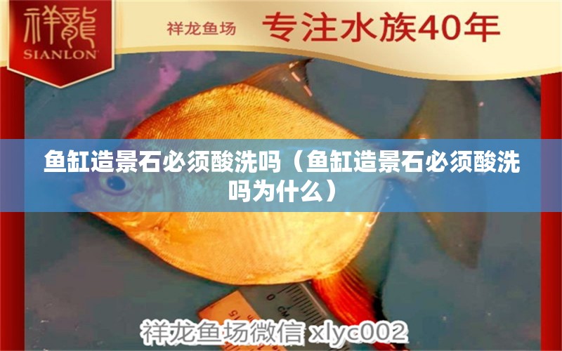 魚(yú)缸造景石必須酸洗嗎（魚(yú)缸造景石必須酸洗嗎為什么） 祥龍水族醫(yī)院