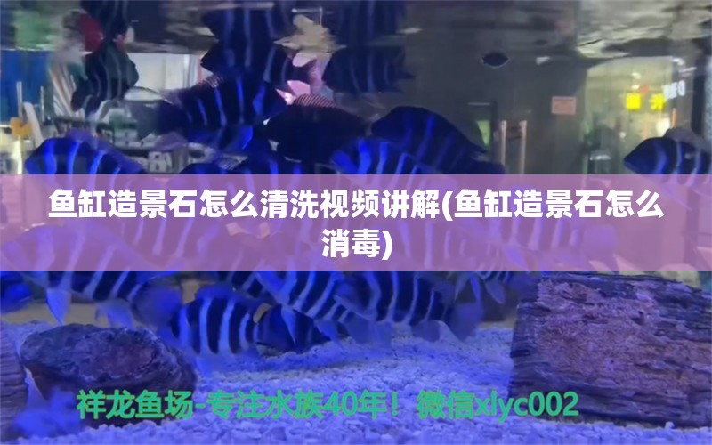 魚缸造景石怎么清洗視頻講解(魚缸造景石怎么消毒) 白玉紅龍魚 第1張