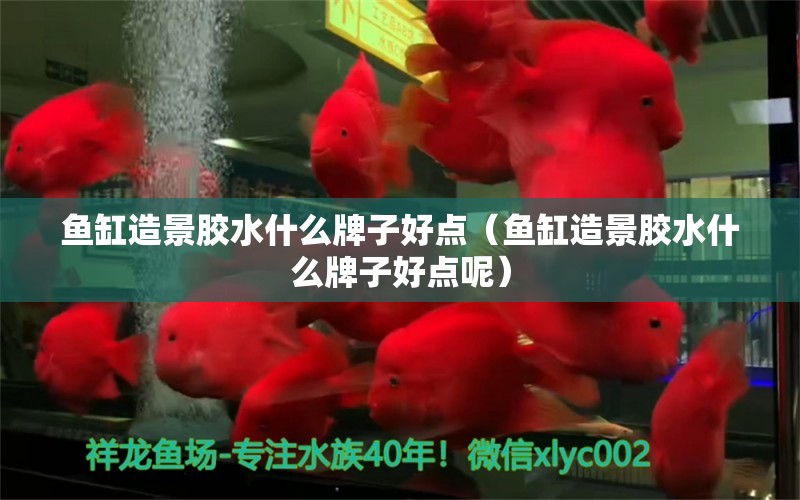 魚缸造景膠水什么牌子好點（魚缸造景膠水什么牌子好點呢）