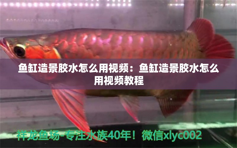 魚(yú)缸造景膠水怎么用視頻：魚(yú)缸造景膠水怎么用視頻教程