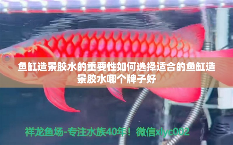 魚缸造景膠水的重要性如何選擇適合的魚缸造景膠水哪個(gè)牌子好 魚糧魚藥