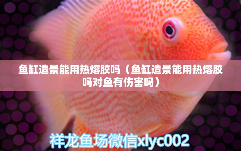 魚缸造景能用熱熔膠嗎（魚缸造景能用熱熔膠嗎對魚有傷害嗎） 祥龍水族醫(yī)院