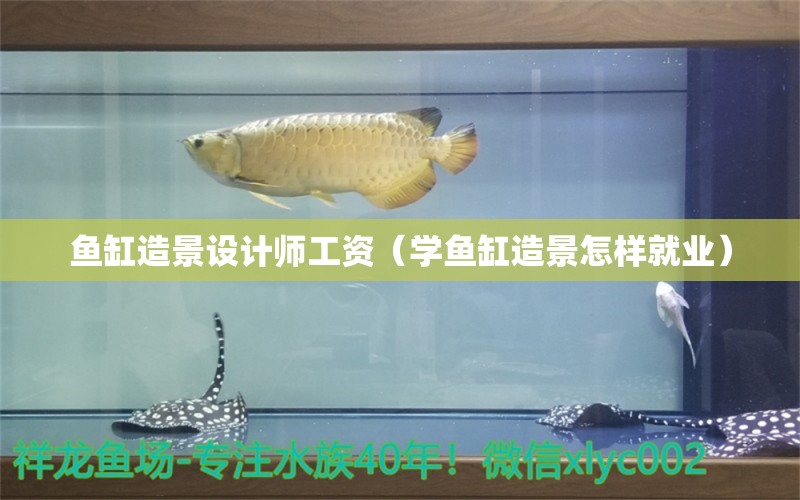 魚缸造景設(shè)計師工資（學(xué)魚缸造景怎樣就業(yè)）