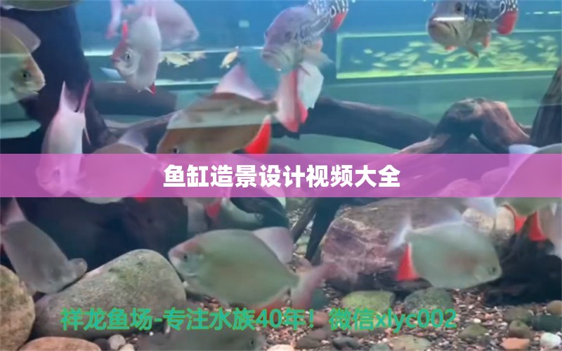 魚缸造景設計視頻大全